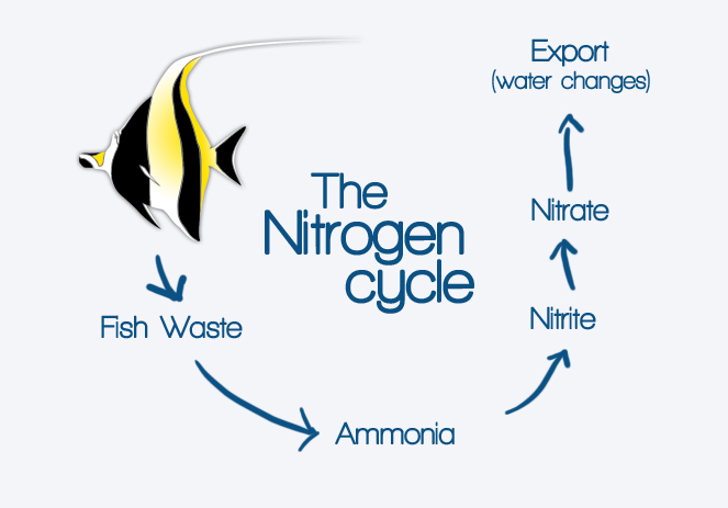 humboldtreefclub understanding the nitrogen
