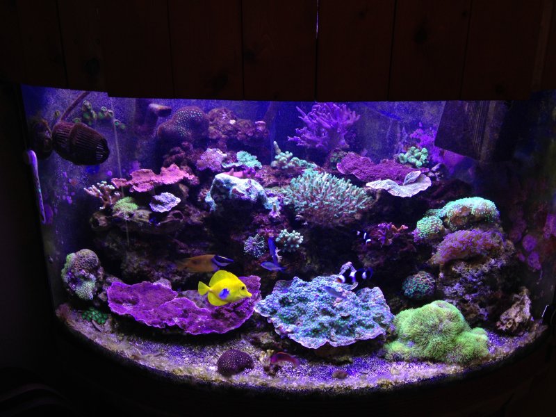 humboldt reef club forums